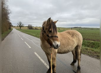 Caballo del fiordo noruego (Fjord), Caballo castrado, 4 años, 147 cm, Bayo