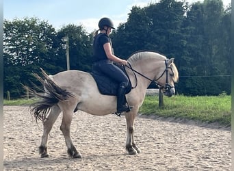 Caballo del fiordo noruego (Fjord), Caballo castrado, 5 años, 146 cm, Bayo