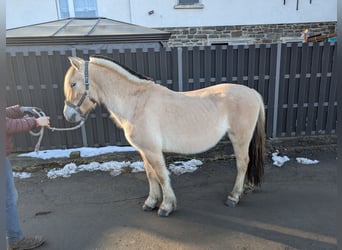 Caballo del fiordo noruego (Fjord), Caballo castrado, 5 años, 147 cm, Bayo