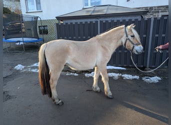 Caballo del fiordo noruego (Fjord), Caballo castrado, 5 años, 147 cm, Bayo