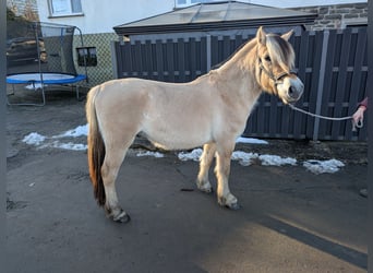 Caballo del fiordo noruego (Fjord), Caballo castrado, 5 años, 147 cm, Bayo