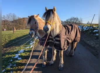 Caballo del fiordo noruego (Fjord), Caballo castrado, 5 años, 147 cm, Bayo