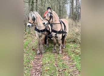 Caballo del fiordo noruego (Fjord), Caballo castrado, 5 años, 147 cm, Bayo