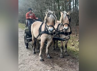 Caballo del fiordo noruego (Fjord), Caballo castrado, 5 años, 147 cm, Bayo