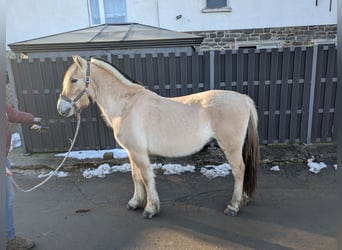 Caballo del fiordo noruego (Fjord), Caballo castrado, 5 años, 147 cm, Bayo