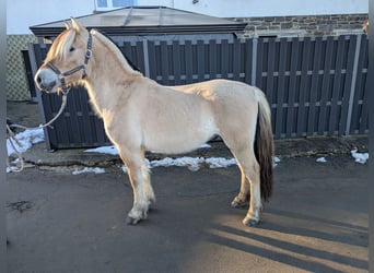 Caballo del fiordo noruego (Fjord), Caballo castrado, 5 años, 147 cm, Bayo