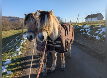 Caballo del fiordo noruego (Fjord), Caballo castrado, 5 años, 147 cm, Bayo