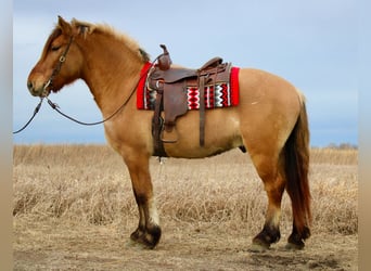 Caballo del fiordo noruego (Fjord) Mestizo, Caballo castrado, 5 años, 160 cm, Bayo