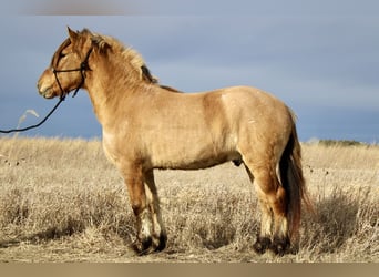 Caballo del fiordo noruego (Fjord) Mestizo, Caballo castrado, 5 años, 160 cm, Bayo