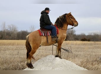 Caballo del fiordo noruego (Fjord) Mestizo, Caballo castrado, 5 años, 160 cm, Bayo