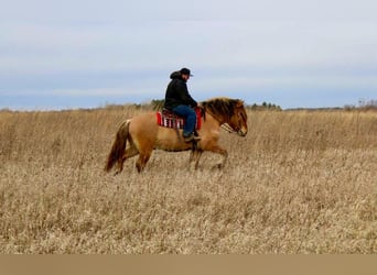 Caballo del fiordo noruego (Fjord) Mestizo, Caballo castrado, 5 años, 160 cm, Bayo