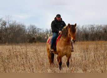 Caballo del fiordo noruego (Fjord) Mestizo, Caballo castrado, 5 años, 160 cm, Bayo