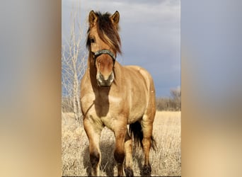 Caballo del fiordo noruego (Fjord) Mestizo, Caballo castrado, 5 años, 160 cm, Bayo