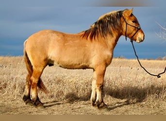 Caballo del fiordo noruego (Fjord) Mestizo, Caballo castrado, 5 años, 160 cm, Bayo