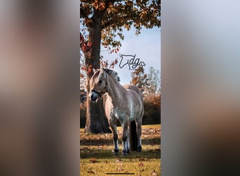 Caballo del fiordo noruego (Fjord), Caballo castrado, 6 años, 145 cm