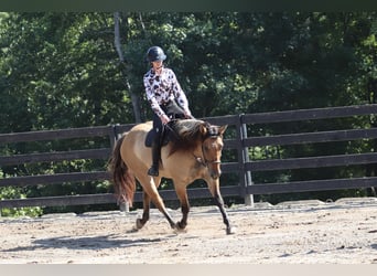 Caballo del fiordo noruego (Fjord) Mestizo, Caballo castrado, 6 años, 157 cm, Bayo