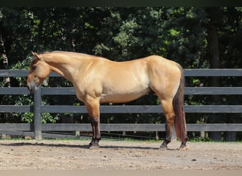 Caballo del fiordo noruego (Fjord) Mestizo, Caballo castrado, 6 años, 157 cm, Bayo