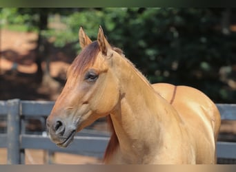 Caballo del fiordo noruego (Fjord) Mestizo, Caballo castrado, 6 años, 157 cm, Bayo