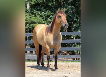 Caballo del fiordo noruego (Fjord) Mestizo, Caballo castrado, 6 años, 157 cm, Bayo