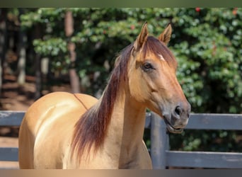 Caballo del fiordo noruego (Fjord) Mestizo, Caballo castrado, 6 años, 157 cm, Bayo