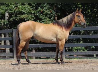 Caballo del fiordo noruego (Fjord) Mestizo, Caballo castrado, 6 años, 157 cm, Bayo