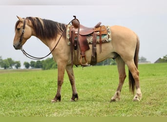 Caballo del fiordo noruego (Fjord), Caballo castrado, 6 años, 157 cm, Buckskin/Bayo