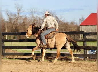 Caballo del fiordo noruego (Fjord), Caballo castrado, 6 años, 157 cm, Buckskin/Bayo