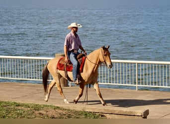 Caballo del fiordo noruego (Fjord), Caballo castrado, 6 años, 157 cm, Buckskin/Bayo