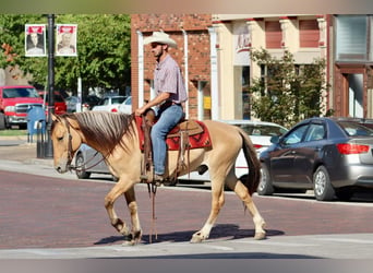 Caballo del fiordo noruego (Fjord), Caballo castrado, 6 años, 157 cm, Buckskin/Bayo