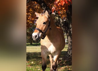 Caballo del fiordo noruego (Fjord), Caballo castrado, 7 años, 142 cm, Palomino