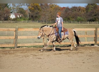 Caballo del fiordo noruego (Fjord), Caballo castrado, 7 años, 142 cm, Palomino