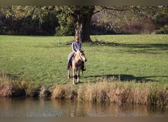 Caballo del fiordo noruego (Fjord), Caballo castrado, 7 años, 142 cm, Palomino