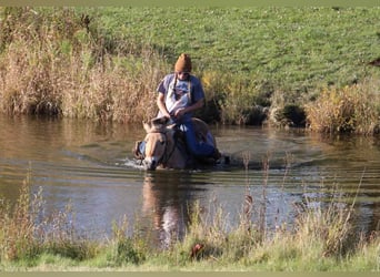 Caballo del fiordo noruego (Fjord), Caballo castrado, 7 años, 142 cm, Palomino