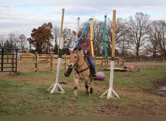 Caballo del fiordo noruego (Fjord), Caballo castrado, 7 años, 142 cm, Palomino