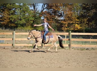 Caballo del fiordo noruego (Fjord), Caballo castrado, 7 años, 142 cm, Palomino