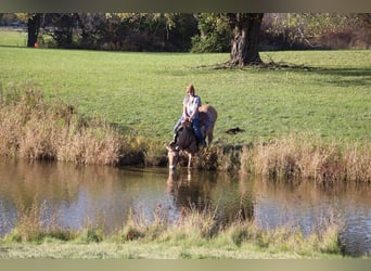 Caballo del fiordo noruego (Fjord), Caballo castrado, 7 años, 142 cm, Palomino