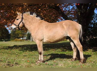 Caballo del fiordo noruego (Fjord), Caballo castrado, 7 años, 142 cm, Palomino