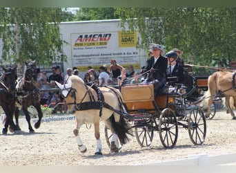 Caballo del fiordo noruego (Fjord), Caballo castrado, 7 años, 144 cm, Bayo