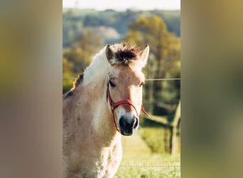 Caballo del fiordo noruego (Fjord), Caballo castrado, 7 años, 145 cm, Bayo