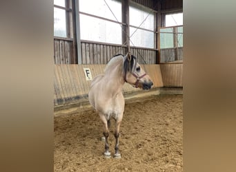 Caballo del fiordo noruego (Fjord), Caballo castrado, 7 años, 145 cm, Bayo