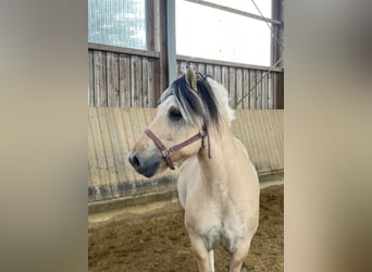 Caballo del fiordo noruego (Fjord), Caballo castrado, 7 años, 145 cm, Bayo