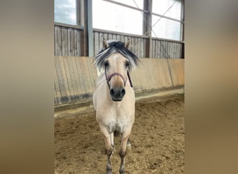 Caballo del fiordo noruego (Fjord), Caballo castrado, 7 años, 145 cm, Bayo