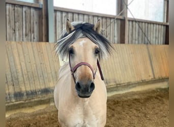 Caballo del fiordo noruego (Fjord), Caballo castrado, 7 años, 145 cm, Bayo