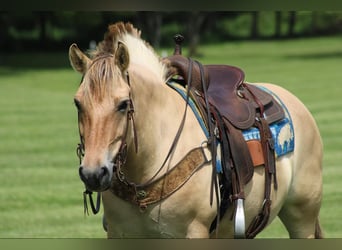 Caballo del fiordo noruego (Fjord), Caballo castrado, 7 años, 145 cm, Buckskin/Bayo