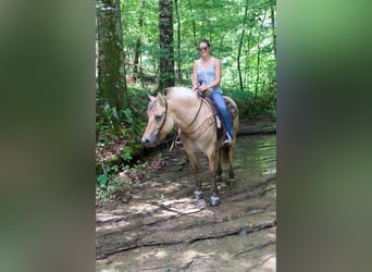 Caballo del fiordo noruego (Fjord), Caballo castrado, 7 años, 145 cm, Buckskin/Bayo