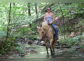 Caballo del fiordo noruego (Fjord), Caballo castrado, 7 años, 145 cm, Buckskin/Bayo