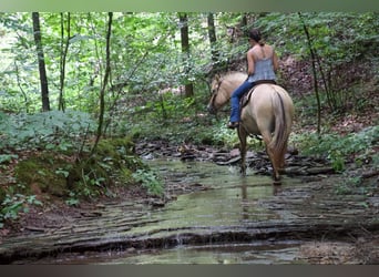 Caballo del fiordo noruego (Fjord), Caballo castrado, 7 años, 145 cm, Buckskin/Bayo