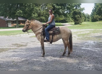 Caballo del fiordo noruego (Fjord), Caballo castrado, 7 años, 145 cm, Buckskin/Bayo