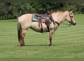 Caballo del fiordo noruego (Fjord), Caballo castrado, 7 años, 145 cm, Buckskin/Bayo