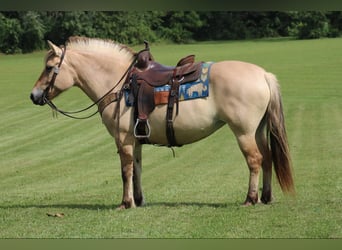 Caballo del fiordo noruego (Fjord), Caballo castrado, 7 años, 145 cm, Buckskin/Bayo